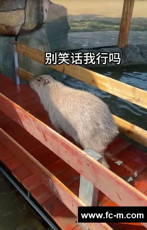 过完年了大豚你要减肥了……