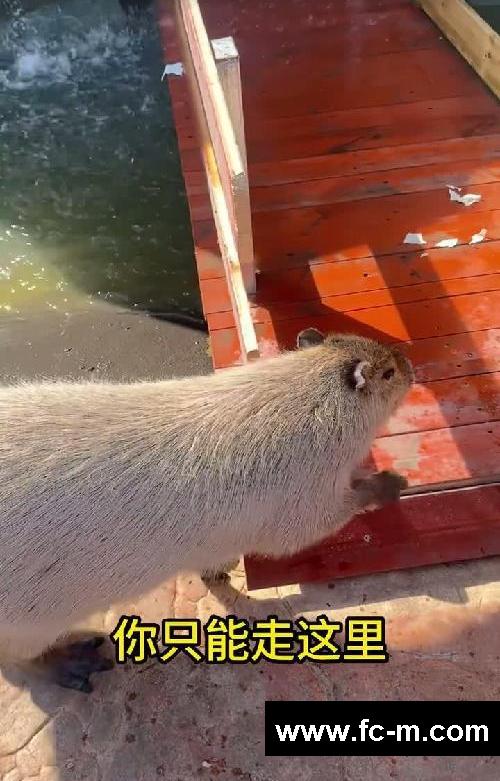 过完年了大豚你要减肥了……
