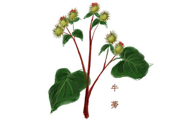 牛蒡茶怎么喝减肥最快