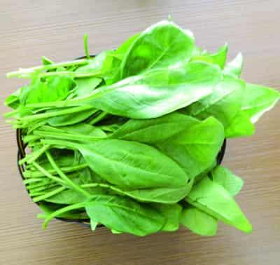 懒人菠菜减肥法，一周快速甩肉10斤